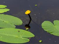 Gelbe Teichrose und Blätter in einem Moorkanal
